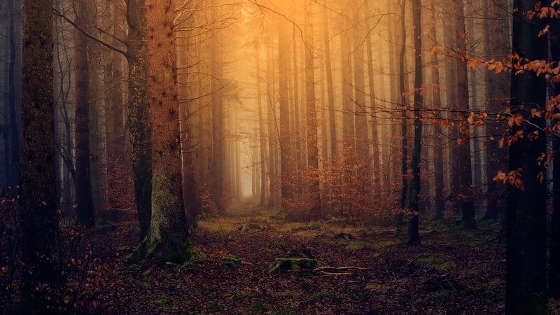 Magical Forest Images
